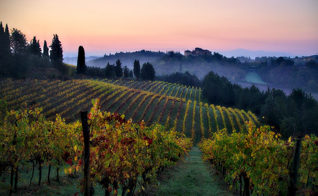 Tuscan Vineyards